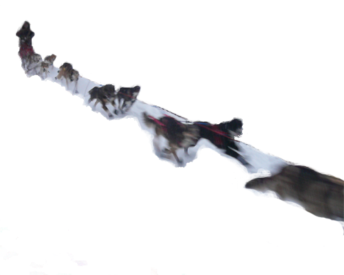 Learn how to run your own dog team