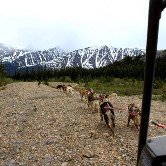 Tutshi Sled Dog Summer Tours