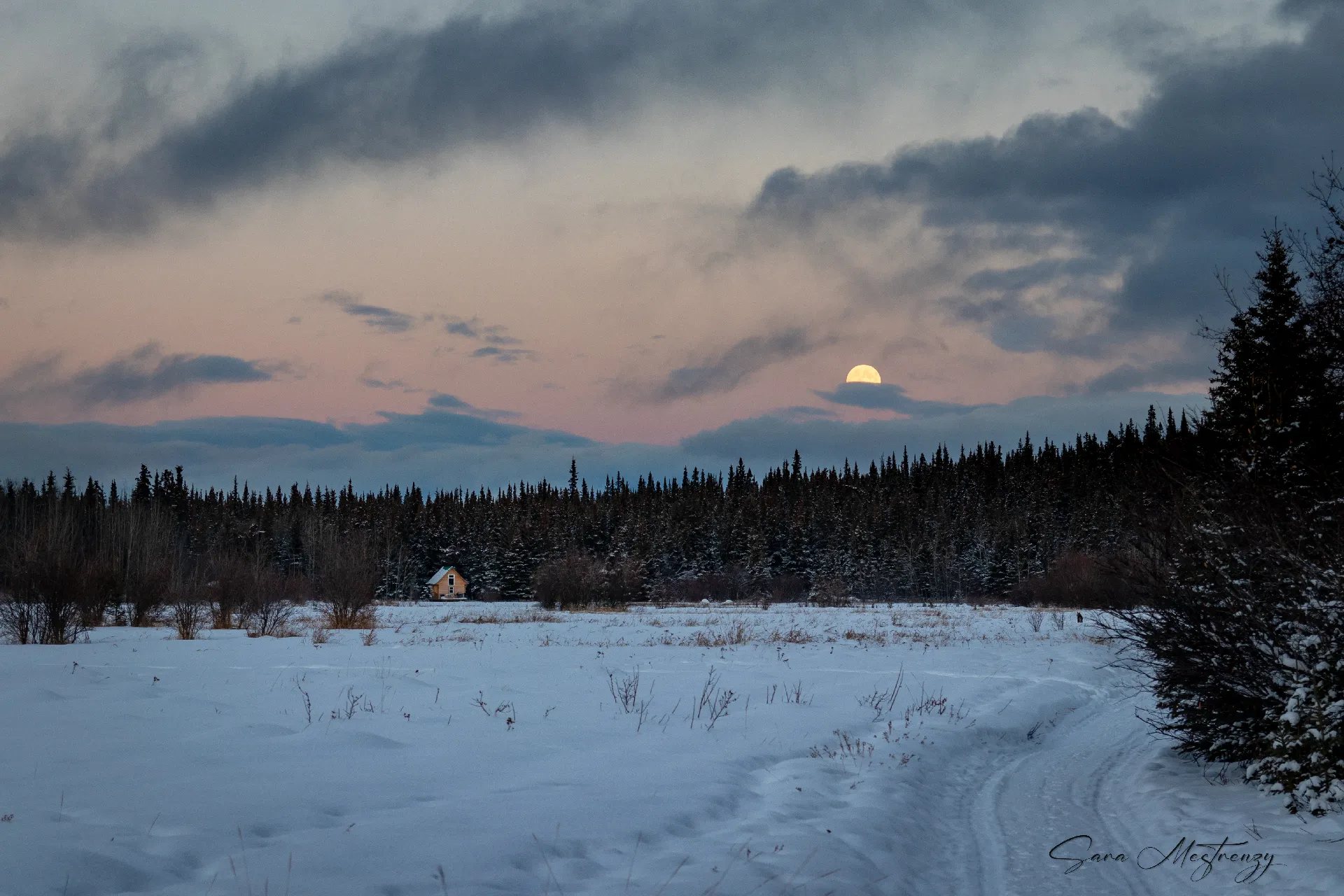 A Ride on the Wild Side​