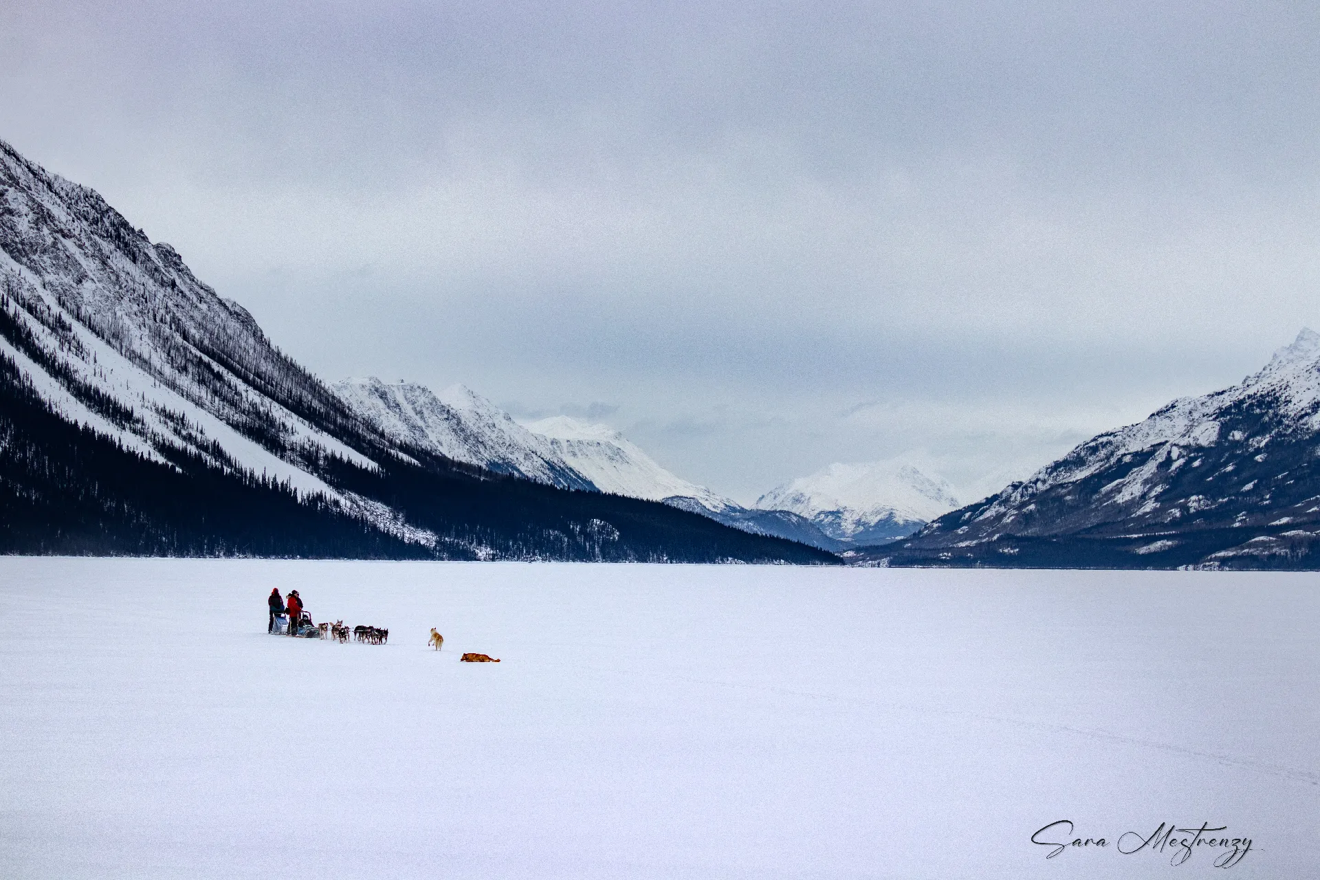 Winter Mushing Tours