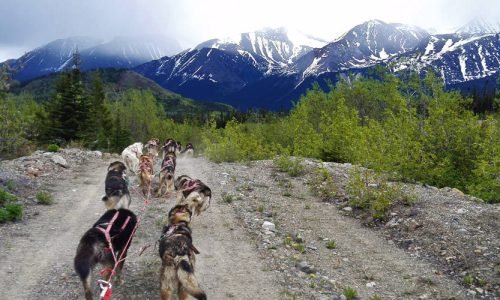 Tutshi Sled Dog Summer Tours