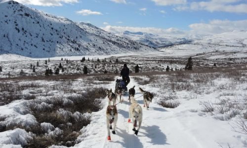 Winter Mushing Tours