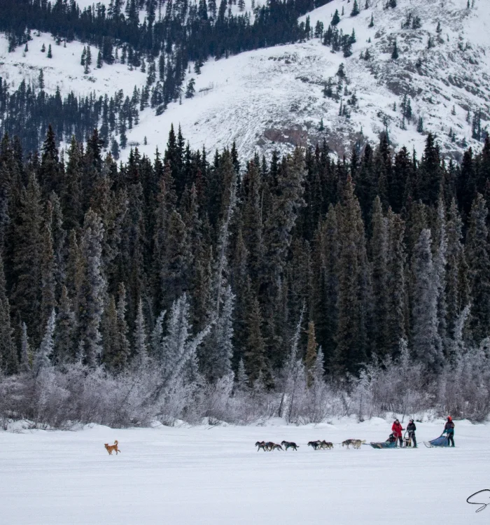 Mushing 101